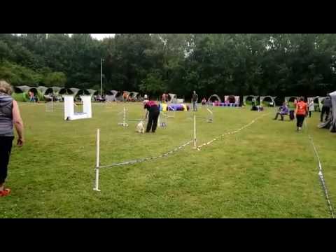 Mia's erster Start, Jumping 1 (25.06.2017, HSV Münster)