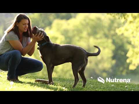 Nutrena Pet Food. Loyall Premium Dog Food. What's inside counts.