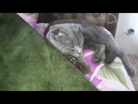 Наш Славик//заказ готов- носки связала//новый процесс//#носкиспицами#вязание#чтовяжу#чтонаспицах