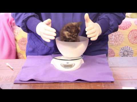 Orphaned Kitten Care: How to Videos - How to Examine an Orphaned Kitten