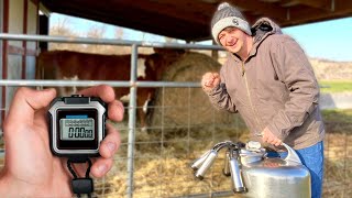 Homestead Chores in LESS THAN 30 min! (including milking a cow)