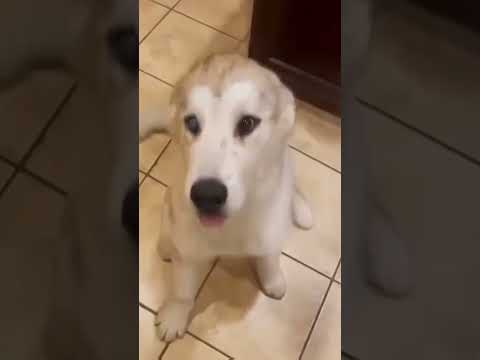 Dogs being idiot part 86| Funny dogs compilation #funnydog #funnypet #cutedog #dog