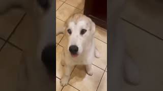 Miniature vidéo