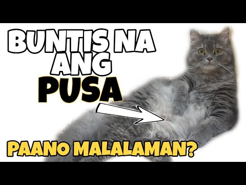 PAANO MALALAMAN KUNG BUNTIS NA ANG PUSA | HOW TO TELL IF YOUR CAT IS PREGNANT