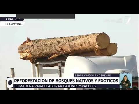 8 -7 -21 - REforestacion de Bosques nativos y exoticos, El Arrayanal