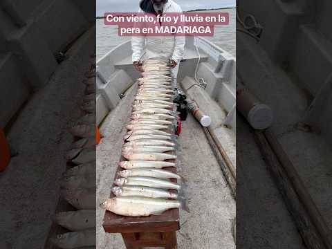 Con viento,frío y lluvia en MADARIAGA #fishing #2026 #fish #argentina #pesca #fishingvideo #pejerrey