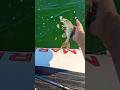 Video Thumbnail for fast little  guy #fishing #shorts #pike