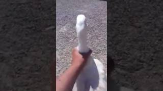 Jalando el ganzo-video random