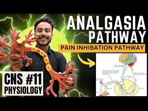analgesia system physiology | gate control theory of pain physiology | pain inhibition pathway
