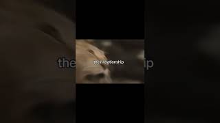 I LOVE THIS SONG SM #shorts #mufasa #song #edit #plsdontflop #fyp