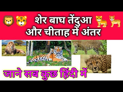 Diffrance between lion tiger leopard and panther | क्या आपको पता है शेर बाघ तेंदुआ और चीताह में अंतर