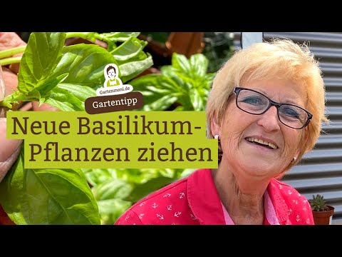 Neue Basilikum-Pflanzen selber ziehen und vermehren, länger zartes Basilikum ernten