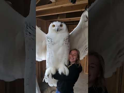 DO OWLS GET THAT BIG?? #giant #owl #strangerthings