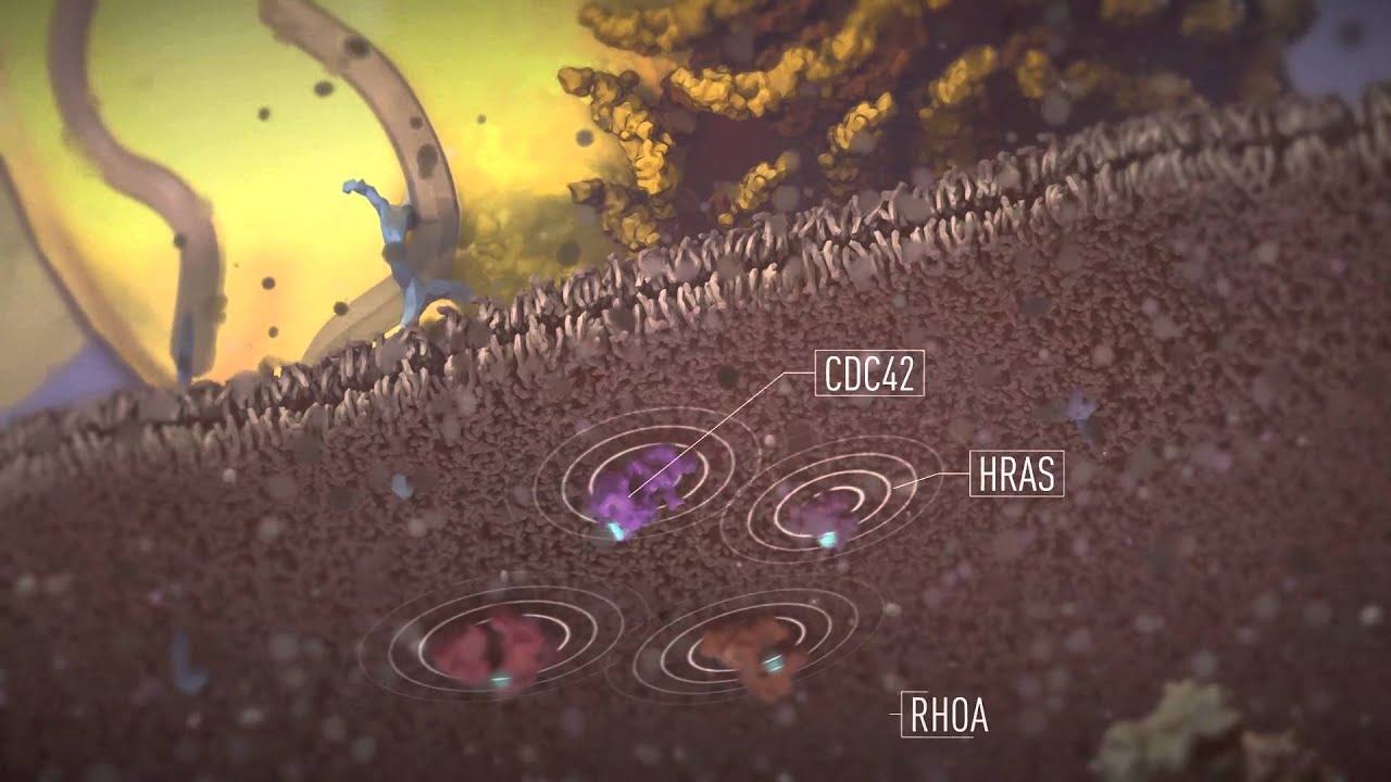 Hepatitis C Lifecycle - Narrated by Debbie Irwin