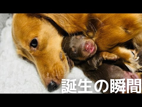 人間に似た15匹の犬 -