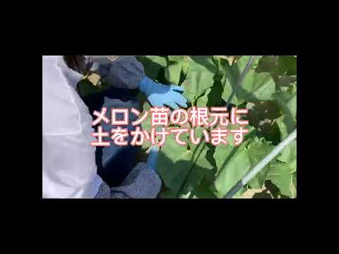 メロンが熟して食べられるかどうかはどうやってわかりますか?家庭菜園家と購入者のためのヒント  庭園