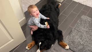 Baby grooms Bernese mountain dog