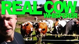 Animal Sounds For Animals - Cow