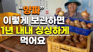 양파 1년내내 오랫동안 상하지 않게 보관하는법 초간단 - how to store onions