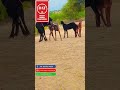 Goat Super Hit Scene Village Life Animal Video YouTube Channel YouTube Video