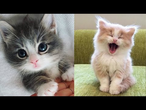 Bebês Gatos Compilação De Vídeos De Gatos Fofos E Engraçados # 2 Gatinhos  Fofos Do Mundo 