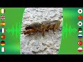 Insect Sounds: European Mole Cricket