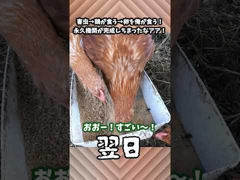 鶏に卵が詰まった場合はどうすればよいですか?リスクなしですぐに解決するための 5 つのアクション!  庭園