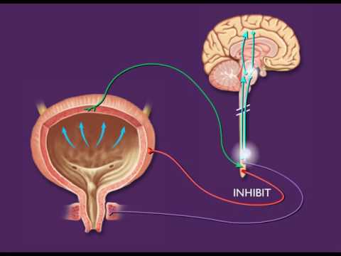 Micturition Reflex [HD Animation]