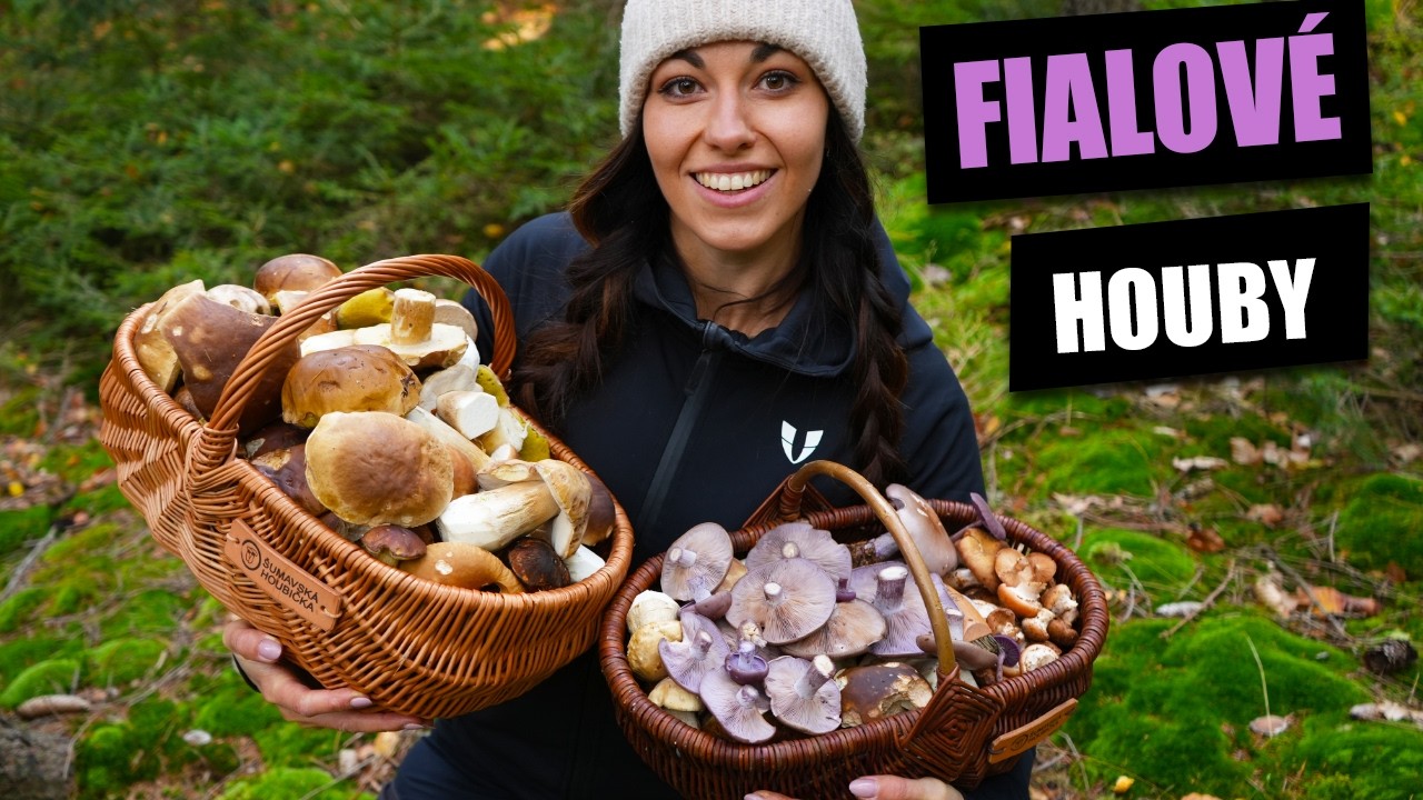 Sbírám podzimní houby - Čirůvka fialová, lakovka ametystová, václavky, hřiby