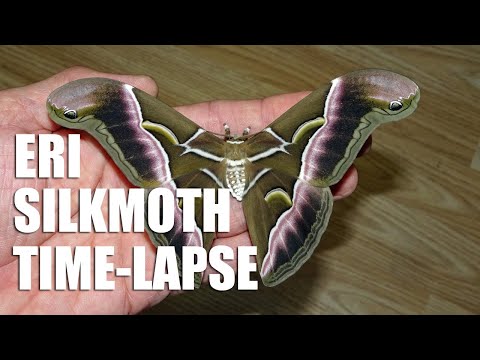 Eri silkmoth emerging time lapse x1000