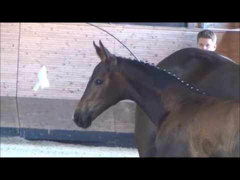 *2017 Stutfohlen von Millennium - Danone