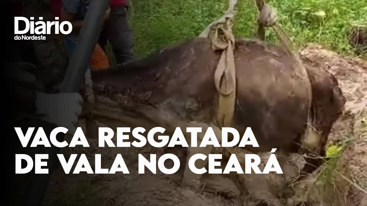 Imagem da notícia Bombeiros resgatam vaca de 250 kg presa em vala no CE; vídeo 