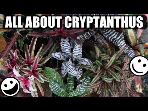 Cryptanthus Bromeliad - Care, Propagation & Varieties - Starfish, Earth Star, Collection, Houseplant
