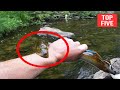 Top 5 Electric Eel Shocking Attacks On Human