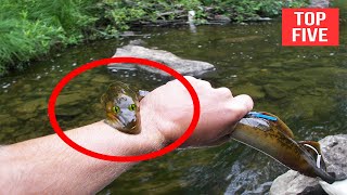 Top 5 Electric Eel Shocking Attacks On Human