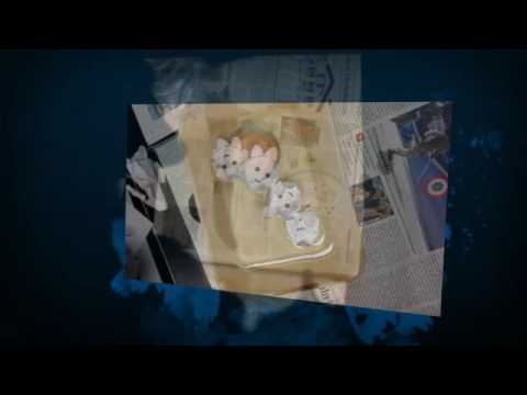 Esperimenti con l'acqua classe 1^A (2015/16)