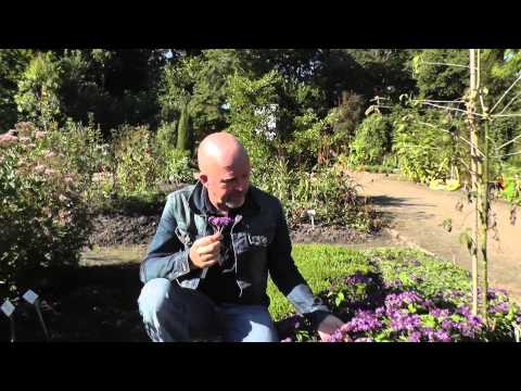 Heliotrop bei Rühlemann's