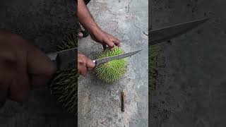 Download lagu #Belah Duren Baru Yebelok Iki mp3