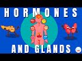 Endocrine System: Glands and Hormones