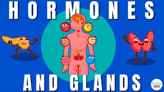 Endocrine System: Glands and Hormones