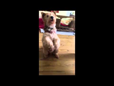 Trick and Treat - Scopie 14 year-old Wire Fox Terrier - Terrier SOS