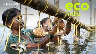 Eco India: How a simple innovation in oyster farming has transformed the lives of these fisherwomen
