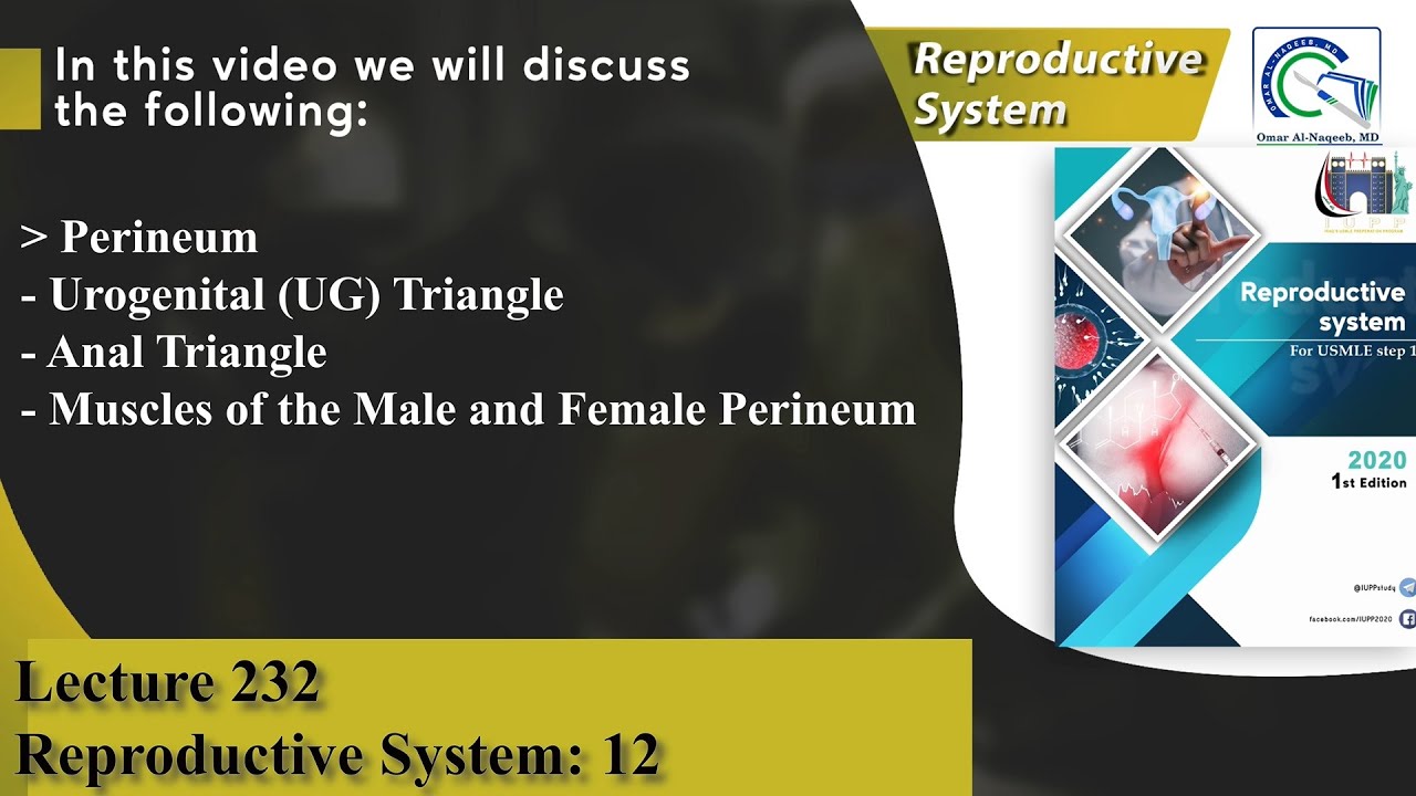 Perineum | Urogenital (UG) Triangle | Anal Triangle | Muscles of the Male and Female Perineum