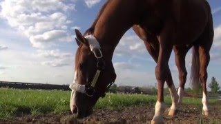 A Taylor Made Home for California Chrome