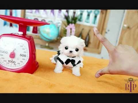 Maltese