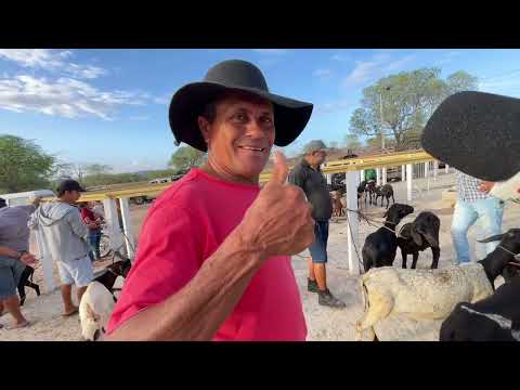 Feira de Ovelhas e Suínos em Senador Rui Palmeira - AL 27 - 01 - 2026 - #nordeste