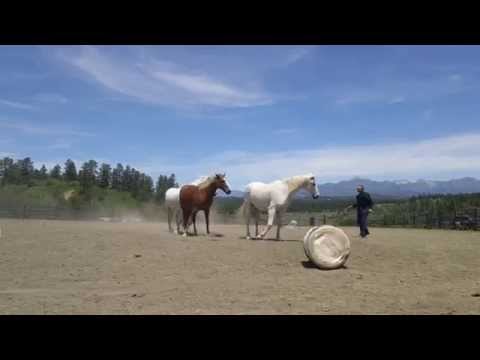 3 Horse Liberty Pirouette