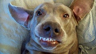 Смешные собаки Приколы про собак Funny Dogs 2019 (Самые Атомные шриколы)