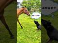 🐴 Hungry Horse Refuses to Go Home Until a Storm Arrives! 🌪️😂 #shorts #shortsfeed
