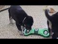 Goberian dogs for sale: Alfie - Video 1